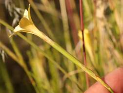 Image of Dianthus caespitosus Thunb.