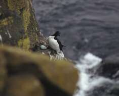 Image of Brünnich's Guillemot