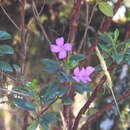 Imagem de Bucquetia glutinosa (L. fil.) DC.