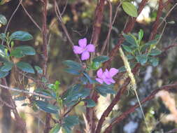 Слика од Bucquetia glutinosa (L. fil.) DC.