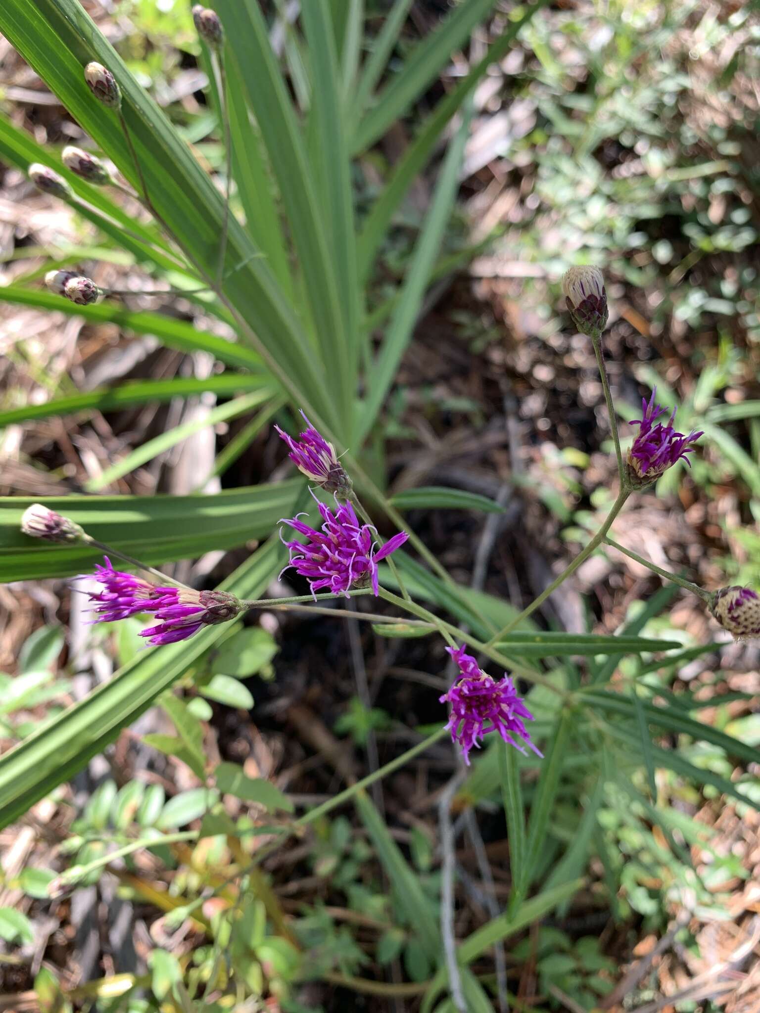 Image of tall ironweed