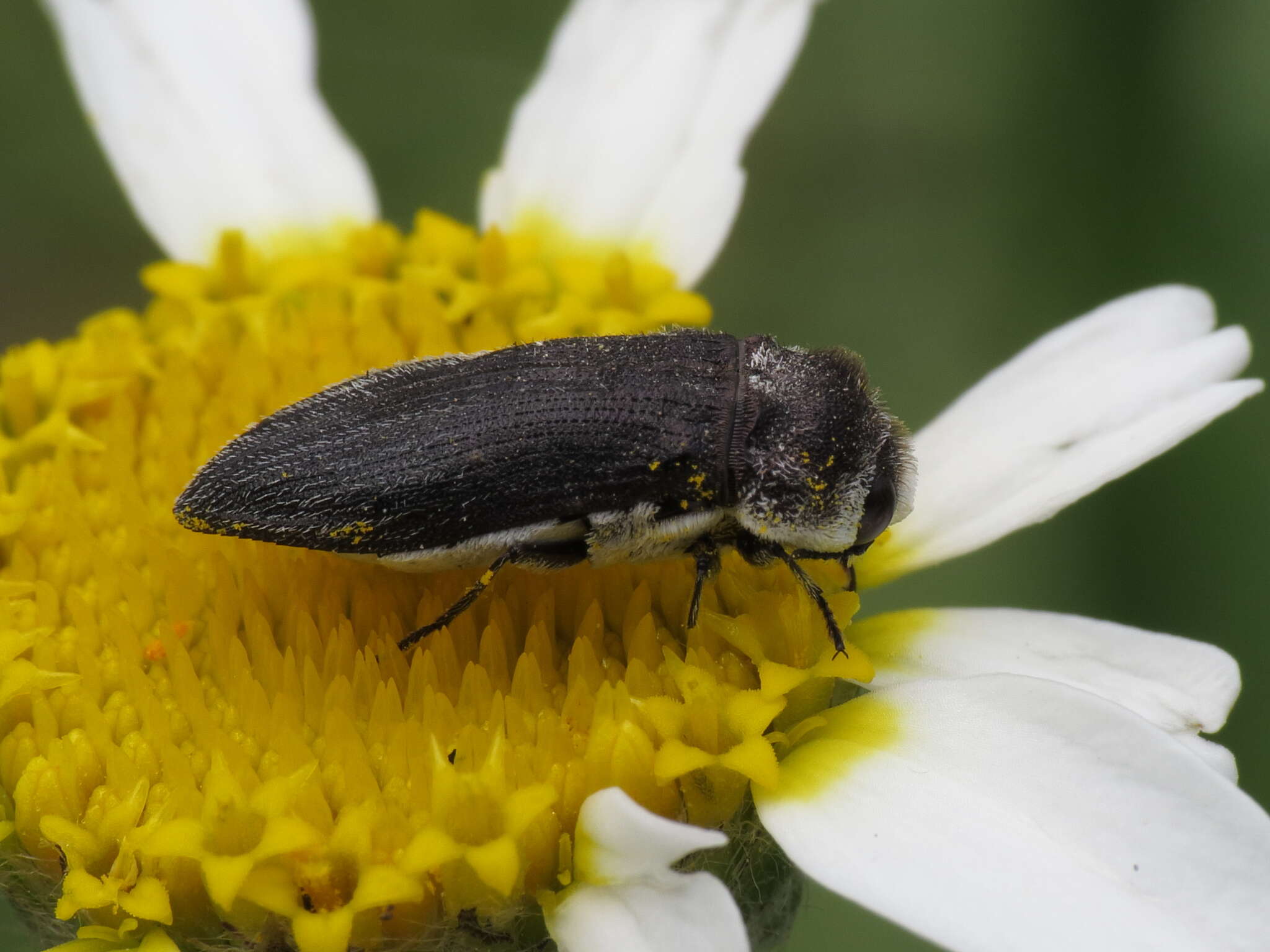 Image of Acmaeoderella flavofasciata pilivestis (Abeille de Perrin 1904)