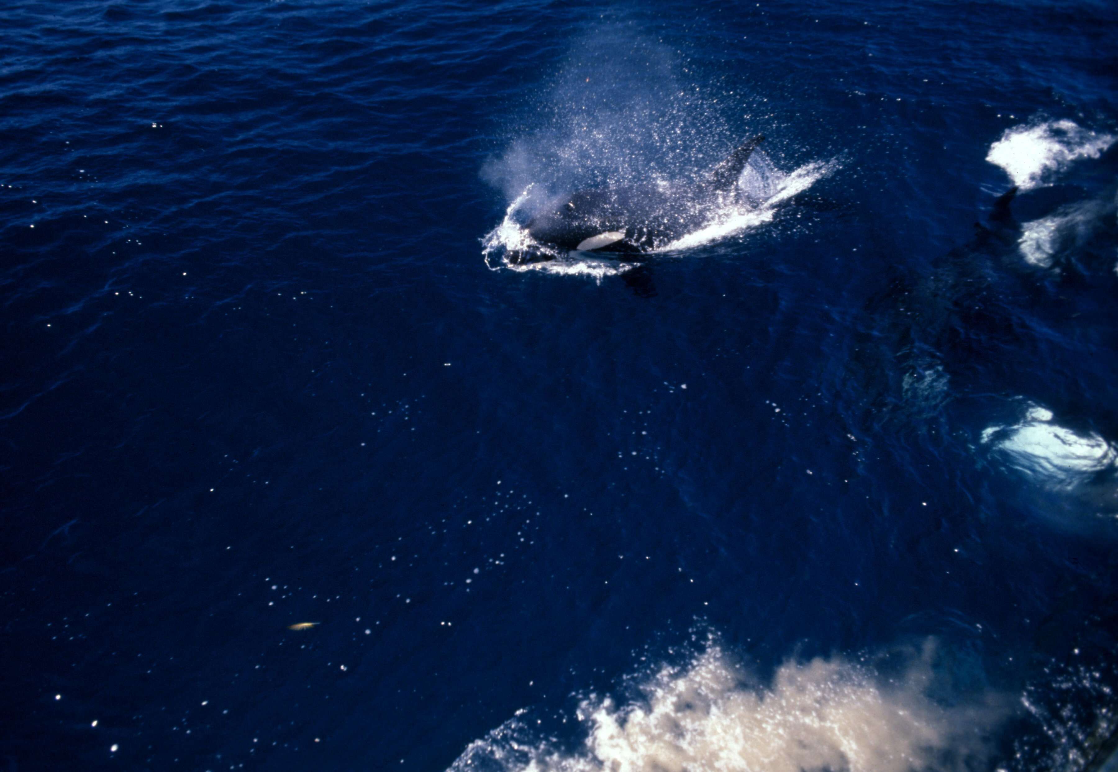 Image of killer whale