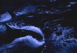 Image of killer whale