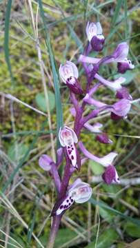 Image of Long-spurred orchid