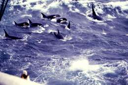 Image of killer whale