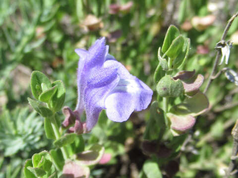 Scutellaria resinosa Torr. resmi