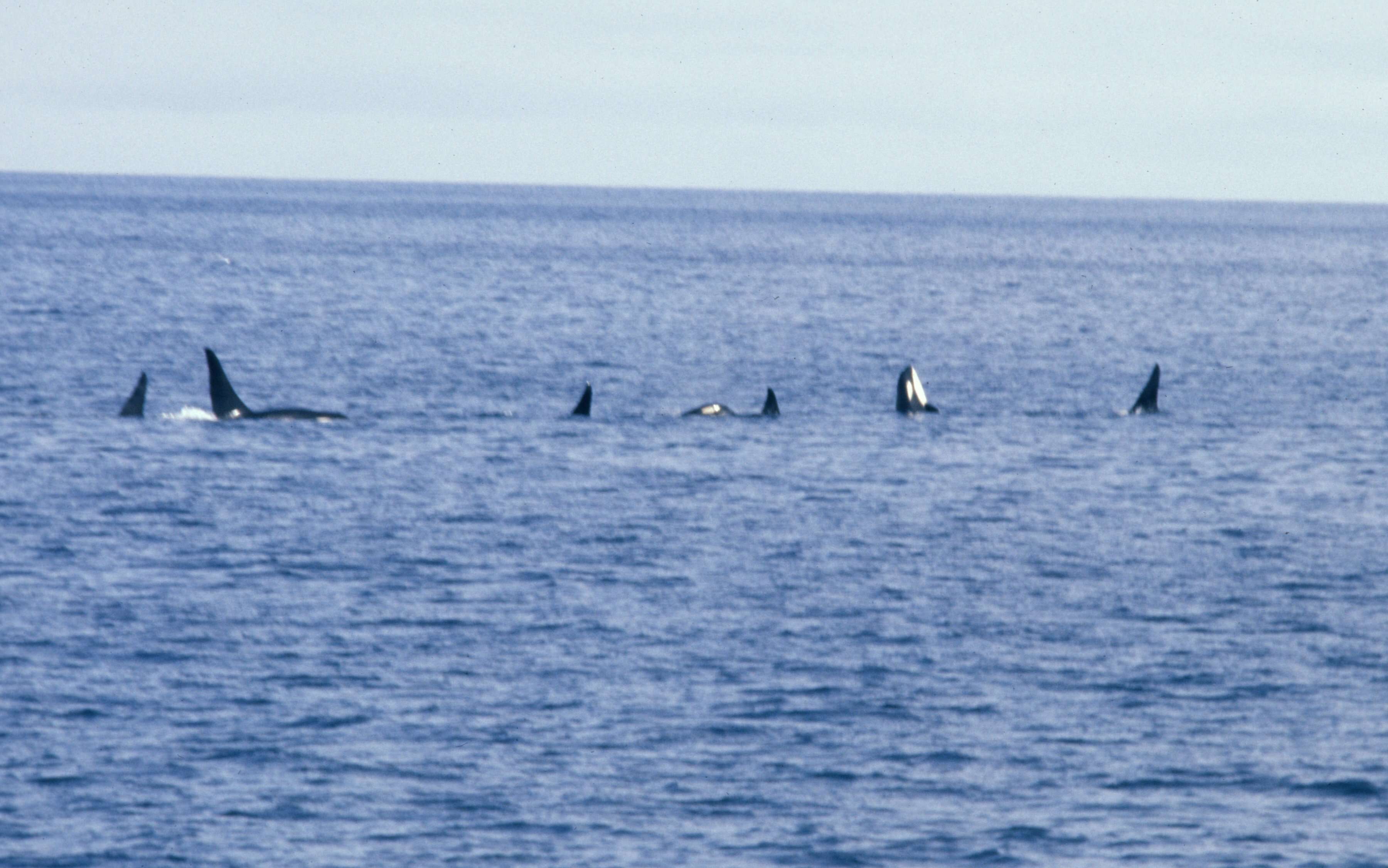 Image of killer whale