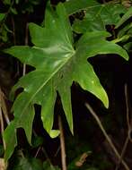 Image of Philodendron warszewiczii K. Koch & C. D. Bouché