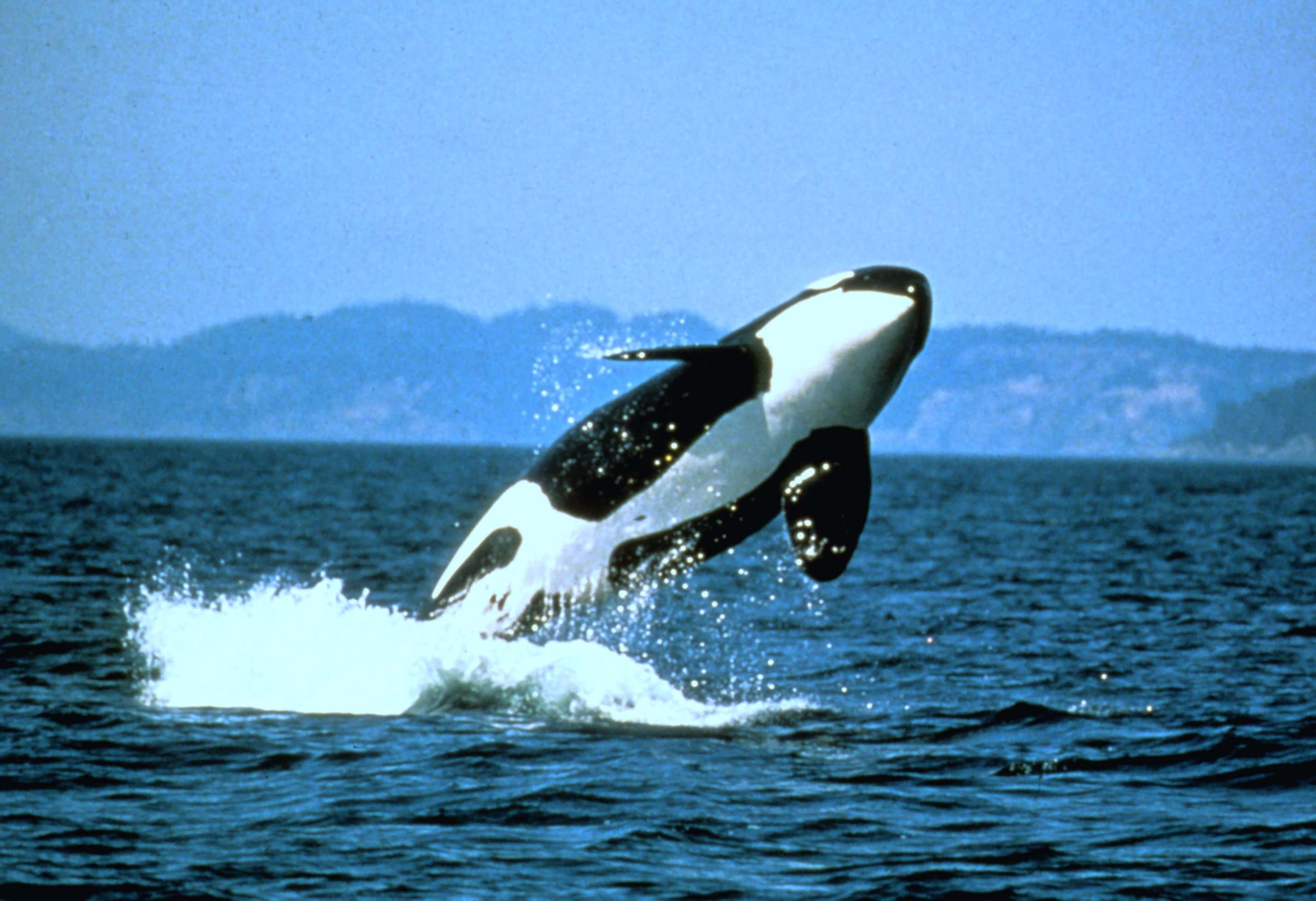 Image of killer whale