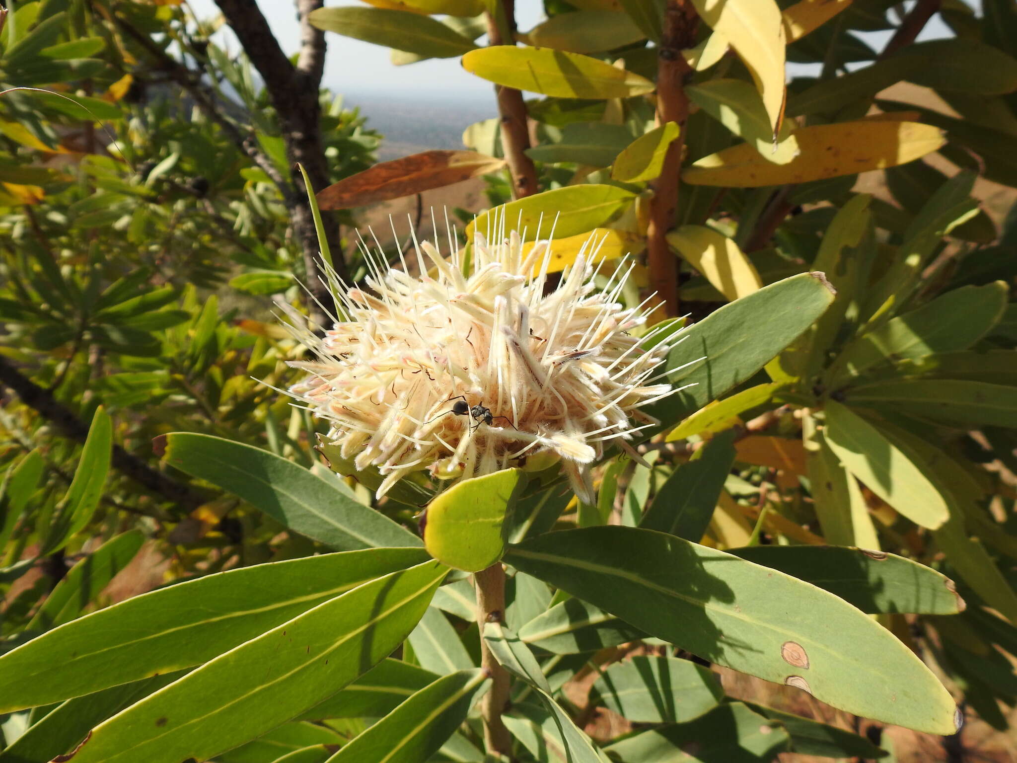 Image de Protea gaguedi J. F. Gmel.