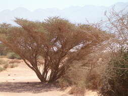 Imagem de Vachellia tortilis (Forssk.) Galasso & Banfi