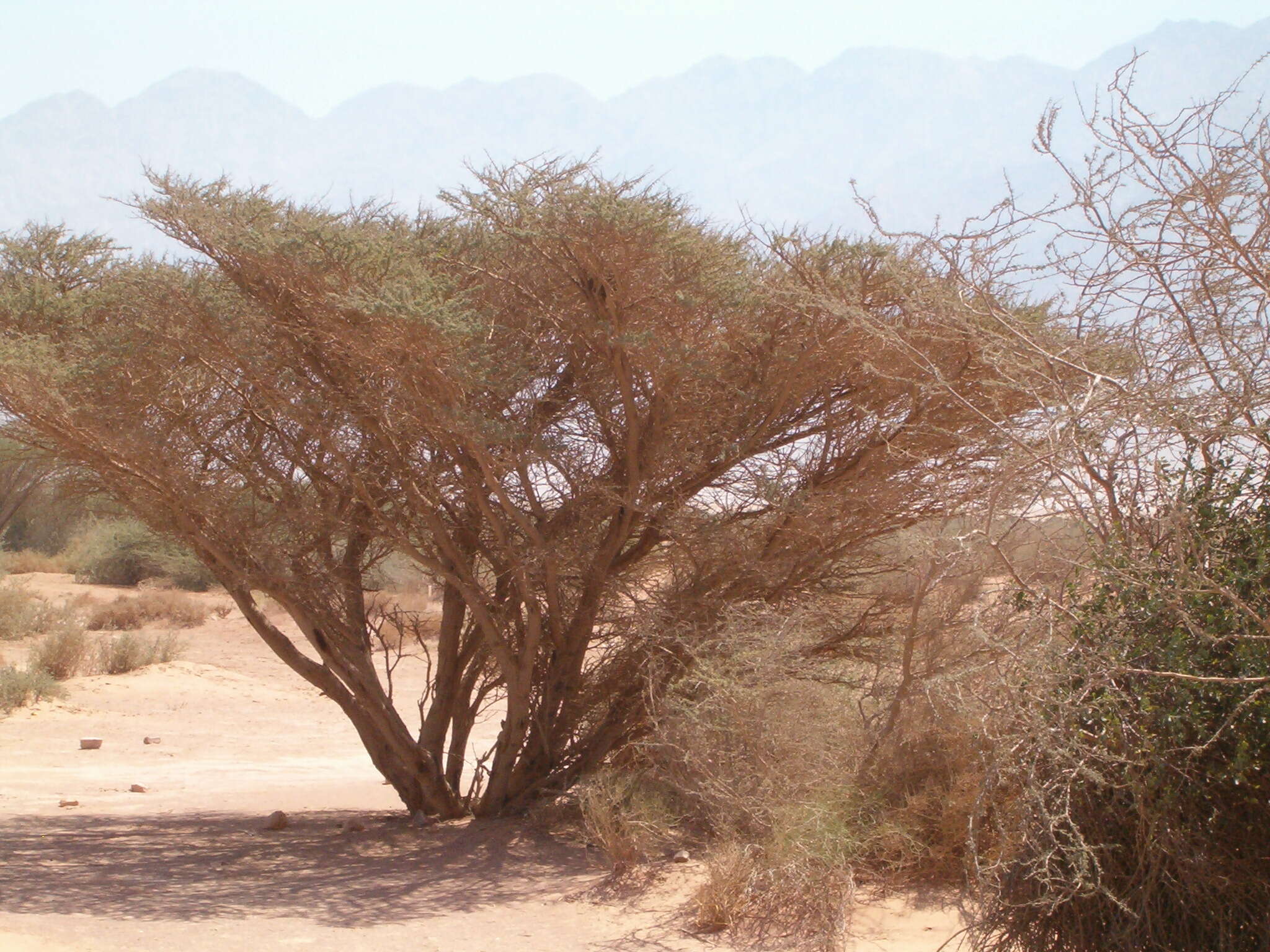 Imagem de Vachellia tortilis (Forssk.) Galasso & Banfi