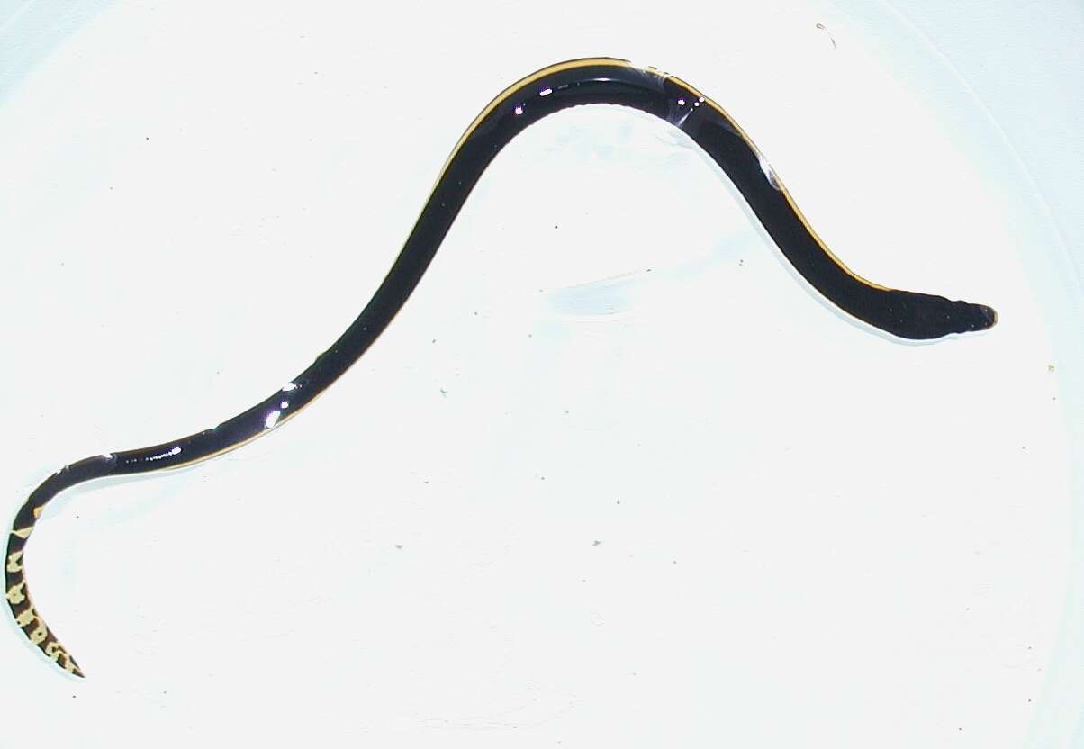 Image of Yellow-bellied sea snake