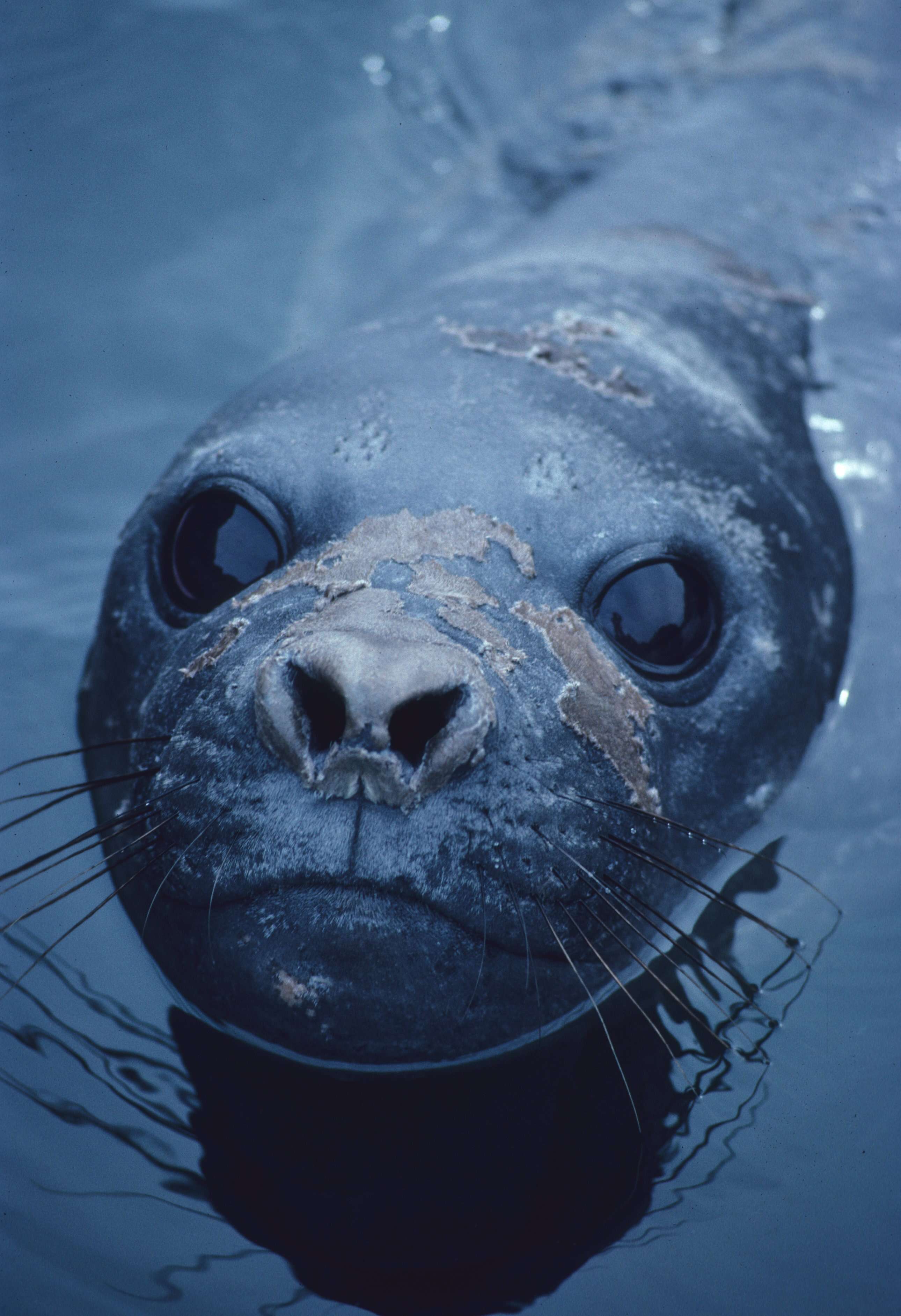 Image of South Atlantic Elephant-seal