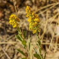 Sivun Solidago velutina DC. kuva