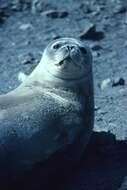 Image of South Atlantic Elephant-seal