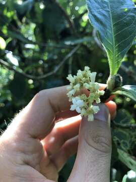 Image of Psychotria rufipes Hook. fil.