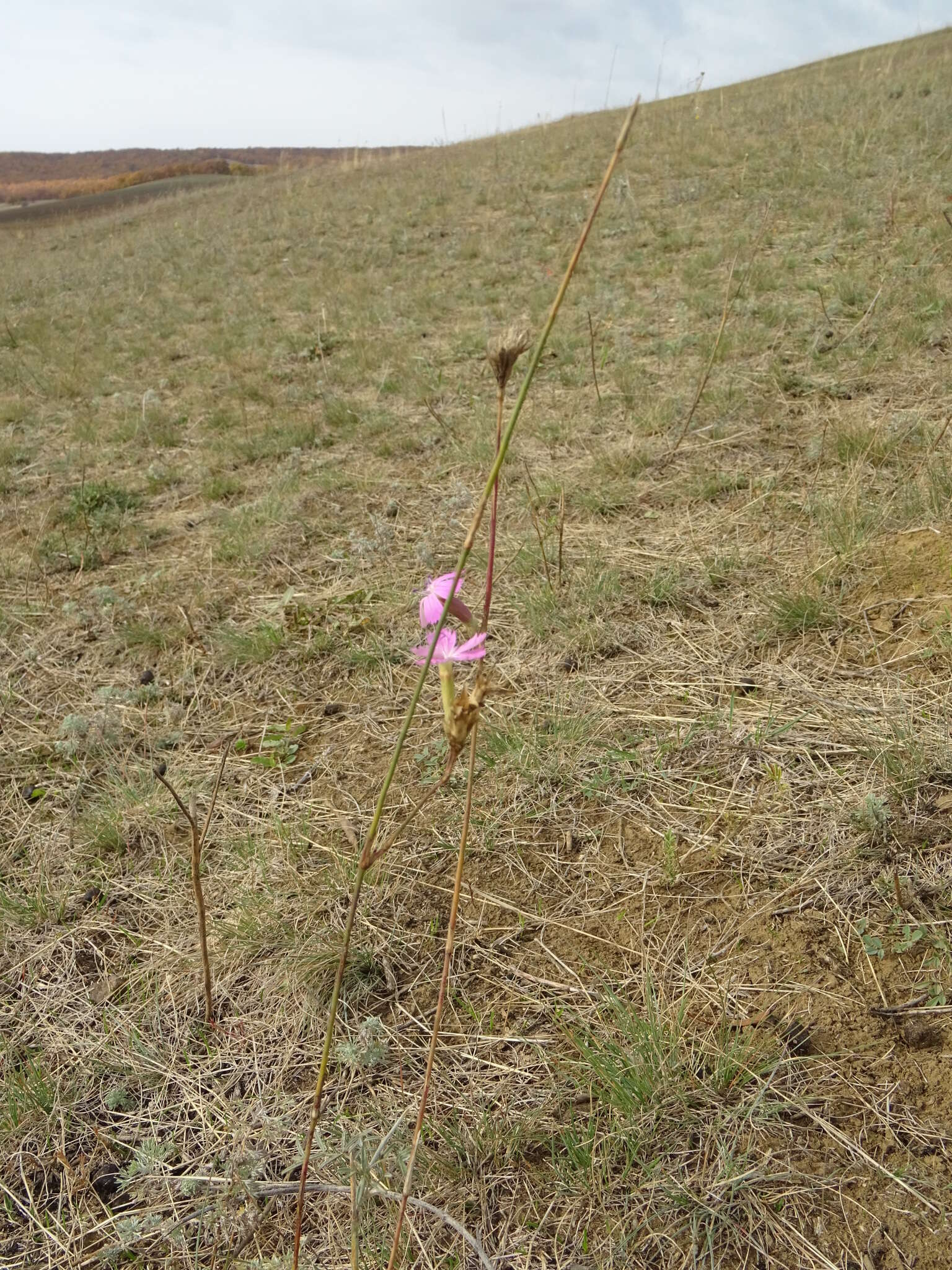 صورة Dianthus borbasii Vandas