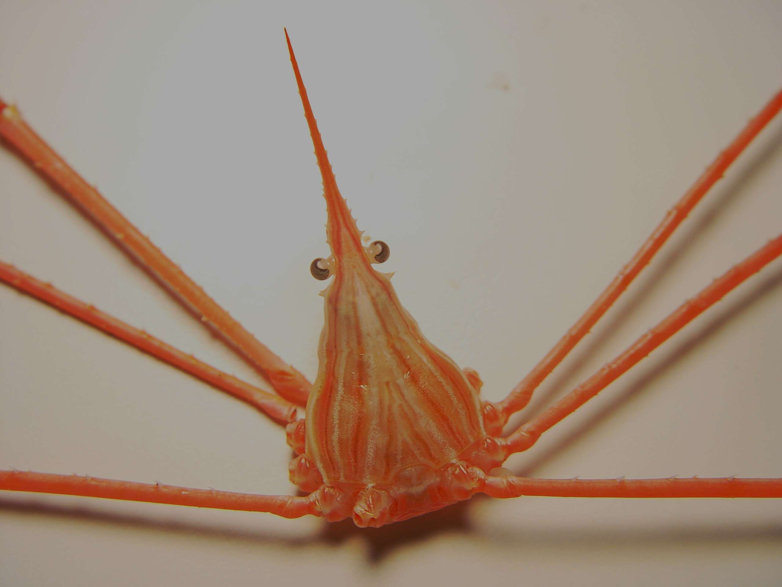 Image of Yellowline Arrow Crab