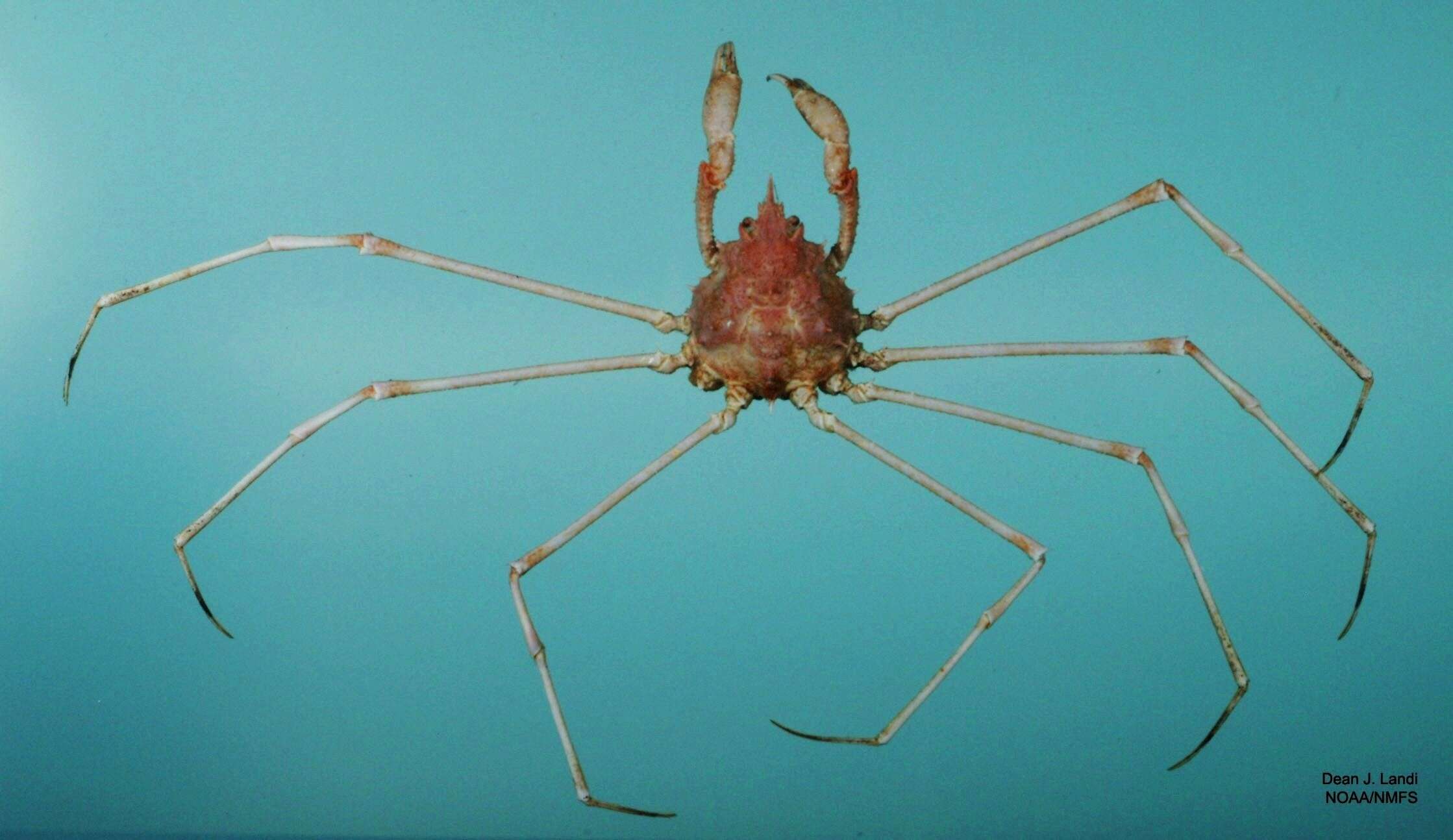 Image of dartnose pear crab