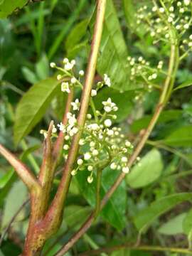 Image of Toxicodendron striatum (Ruiz & Pav.) Kuntze