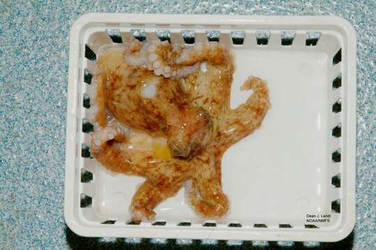 Image of Common octopus