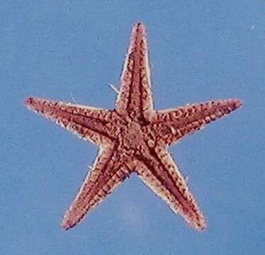 Image of Two-spined sea star