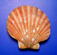 Image of Common scallop