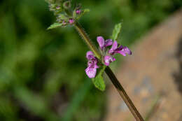 Imagem de Stachys grandidentata Lindl.