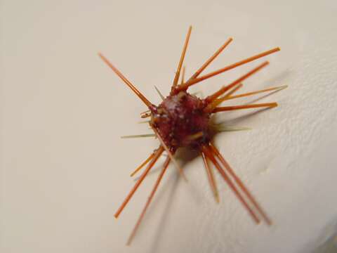 Image of Atlantic purple sea urchin