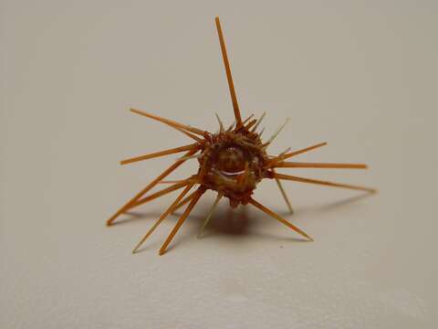 Image of Atlantic purple sea urchin