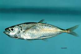 Image of Horse Mackerel