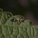 Image of Brazilian Leafhopper