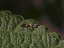 Image of Brazilian Leafhopper