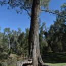 Image of Eucalyptus coolabah Blakely & Jacobs