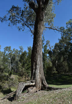 Image of Eucalyptus coolabah Blakely & Jacobs