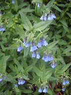 Image of aspen bluebells