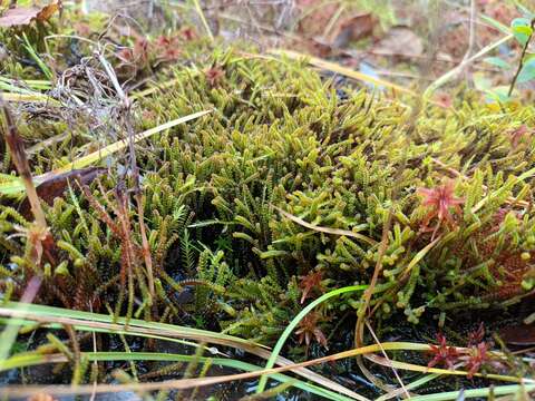 Image of paludella moss