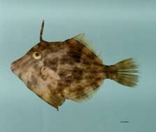 Image of Planehead Filefish