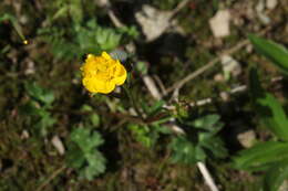 Ranunculus breyninus Crantz的圖片