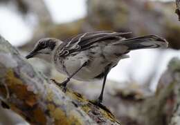 Image of San Cristobal Mockingbird