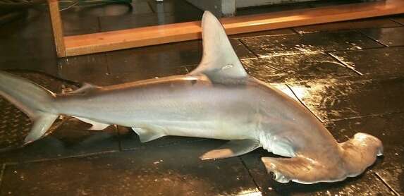 Image of Scalloped Hammerhead