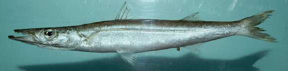 Image of Barracuda