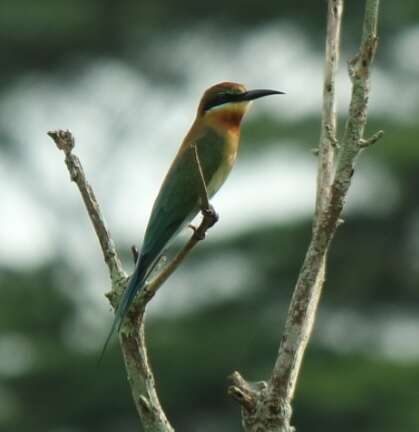 Image of Blue-tailed Bee-eater