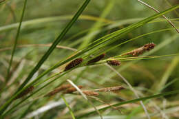 Image of Carex raoulii Boott