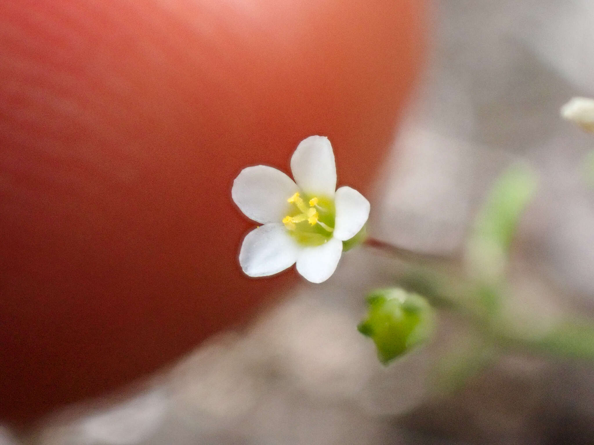 Image of northern linanthus