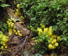 Image of Hygrocybe sulfurea (G. Stev.) Boertm. 2002