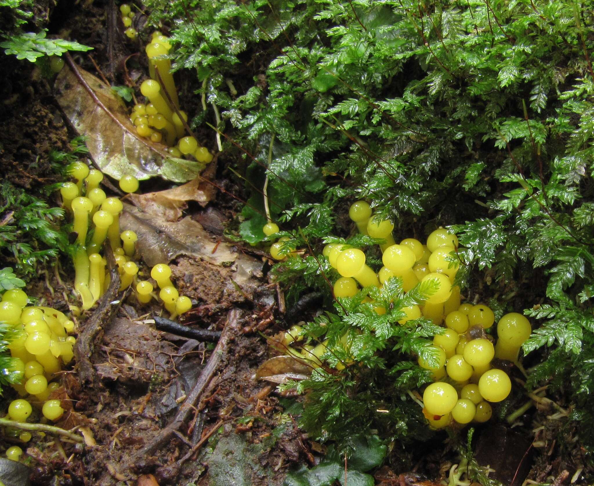 Sivun Hygrocybe sulfurea (G. Stev.) Boertm. 2002 kuva