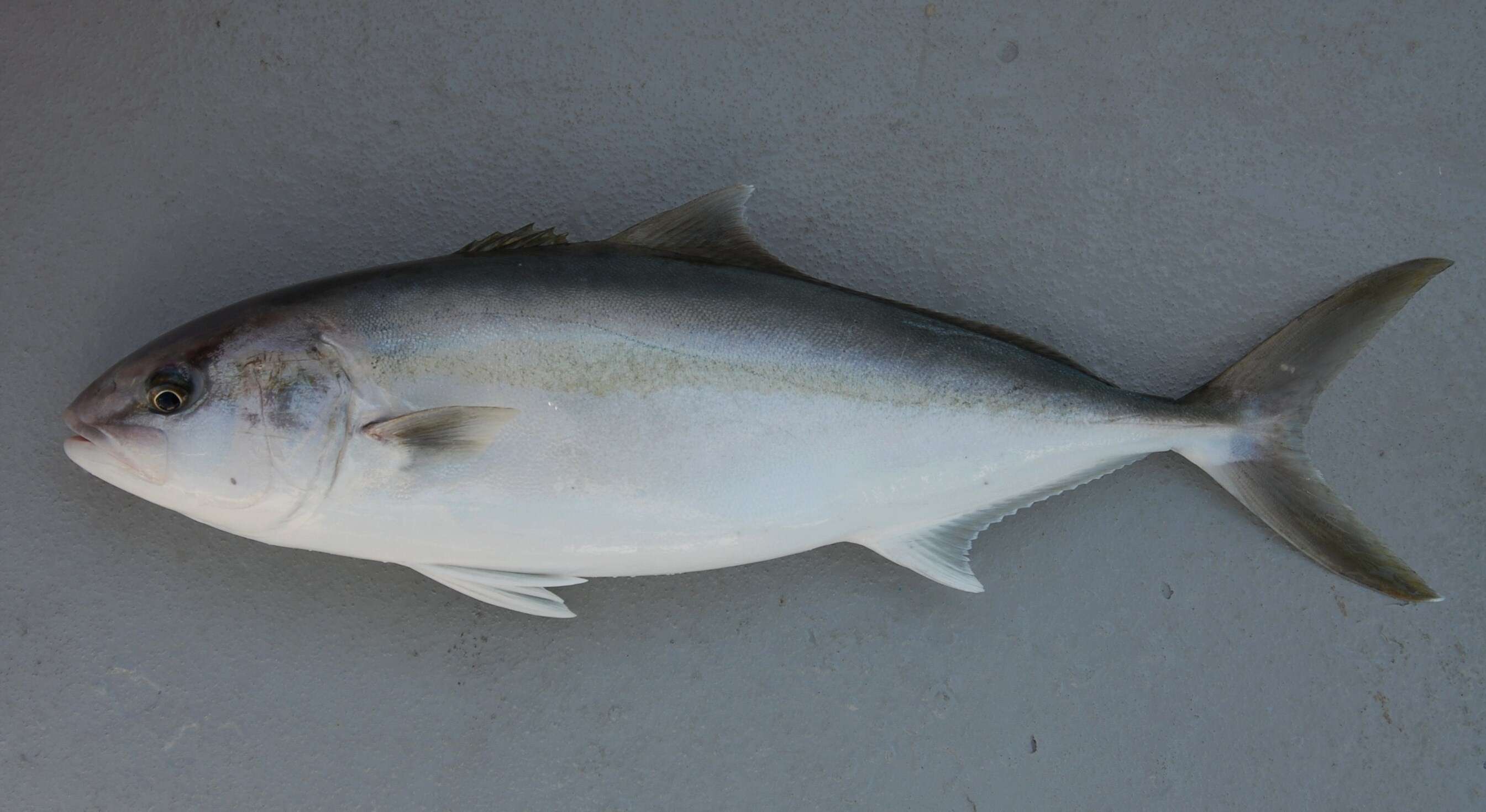 Image of Allied Kingfish